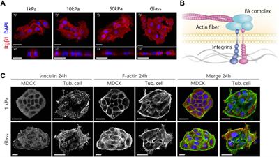 Substrate Stiffness Determines the Establishment of Apical-Basal Polarization in Renal Epithelial Cells but Not in Tubuloid-Derived Cells